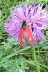 Zygaena erythrus actae