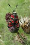 Zygaena carniolica