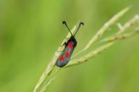 Zygaena sarpedon