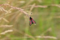 Zygaena sarpedon