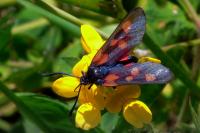 Zygaena trifolii