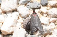 Aglaope infausta