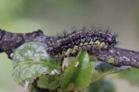 Aglaope infausta