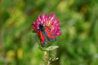 Zygaena trifolii