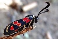 Zygaena occitanica
