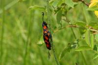 Zygaena transalpina