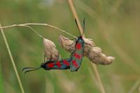 Zygaena filipendulae