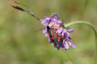 Zygaena transalpina