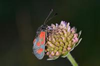 Zygaena loti