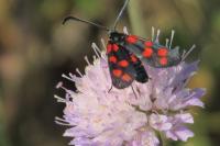 Zygaena transalpina