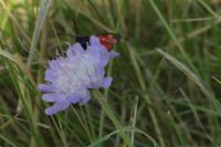 Zygaena transalpina