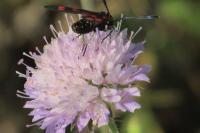 Zygaena transalpina