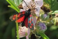 Zygaena transalpina