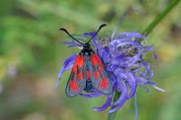 Zygaena loti