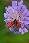 Zygaena brizae vesubiana
