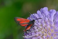 Zygaena brizae vesubiana