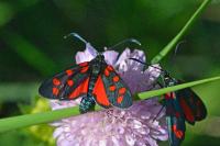 Zygaena transalpina