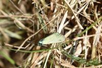 Jordanita globulariae