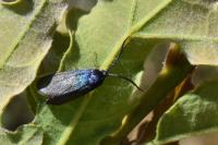 Rhagades pruni