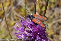 Zygaena loti