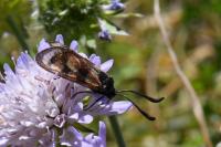 Zygaena carniolica