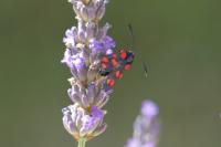 Zygaena transalpina