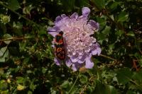 Zygaena fausta
