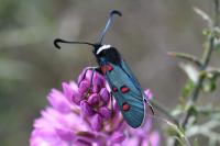 Zygaena lavandulae