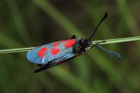 Zygaena loti