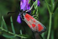 Zygaena loti