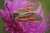 Zygaena exulans