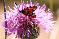 Zygaena carniolica