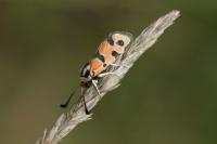 Zygaena fausta