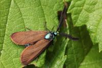 Theresimima ampellophaga