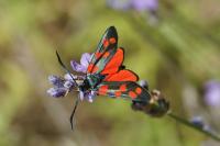 Zygaena transalpina