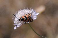 Zygaena fausta