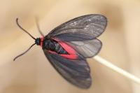 Aglaope infausta
