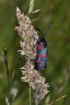 Zygaena transalpina