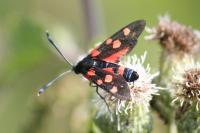 Zygaena ephialtes