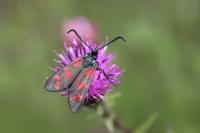 Zygaena filipendulae