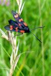 Zygaena transalpina
