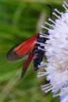 Zygaena