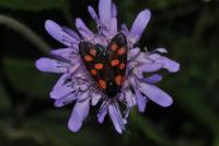 Zygaena filipendulae
