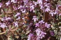 Zygaena rhadamanthus