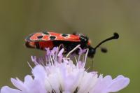 Zygaena fausta