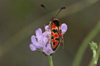 Zygaena fausta