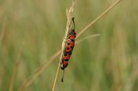 Zygaena fausta