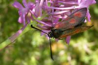 Zygaena loti