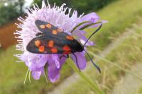 Zygaena transalpina