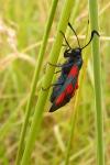 Zygaena trifolii